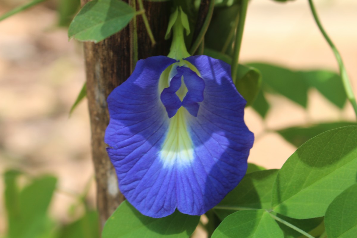 Clitoria